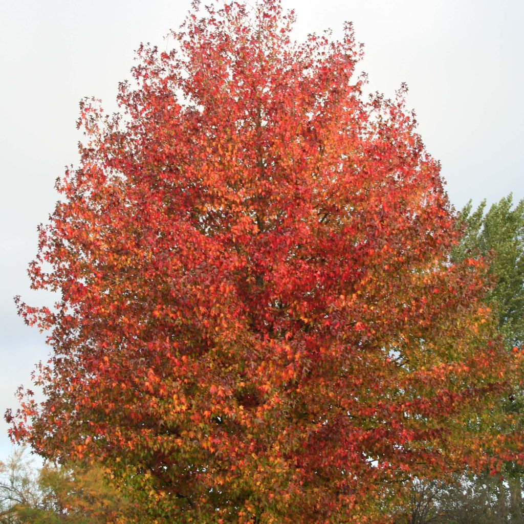 Liquidambar styraciflua Thea - American Sweetgum