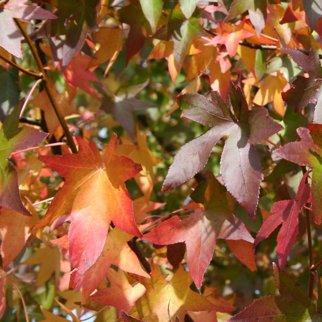 Liquidambar styraciflua Thea - American Sweetgum