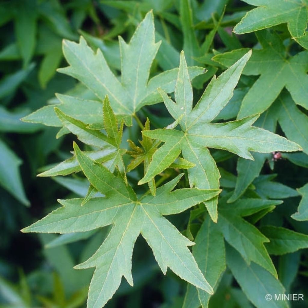 Liquidambar styraciflua Worplesdon - American Sweetgum