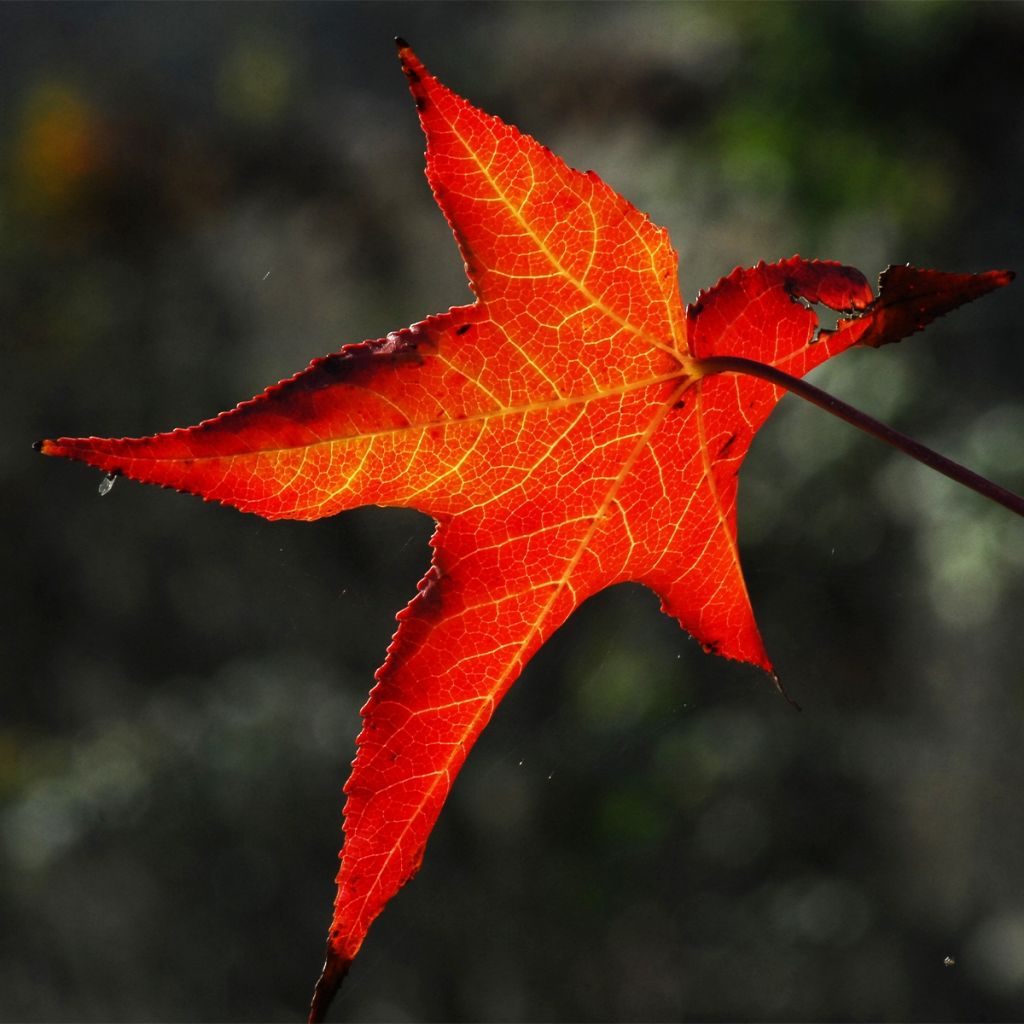 Liquidambar styracyflua Stella - American Sweetgum