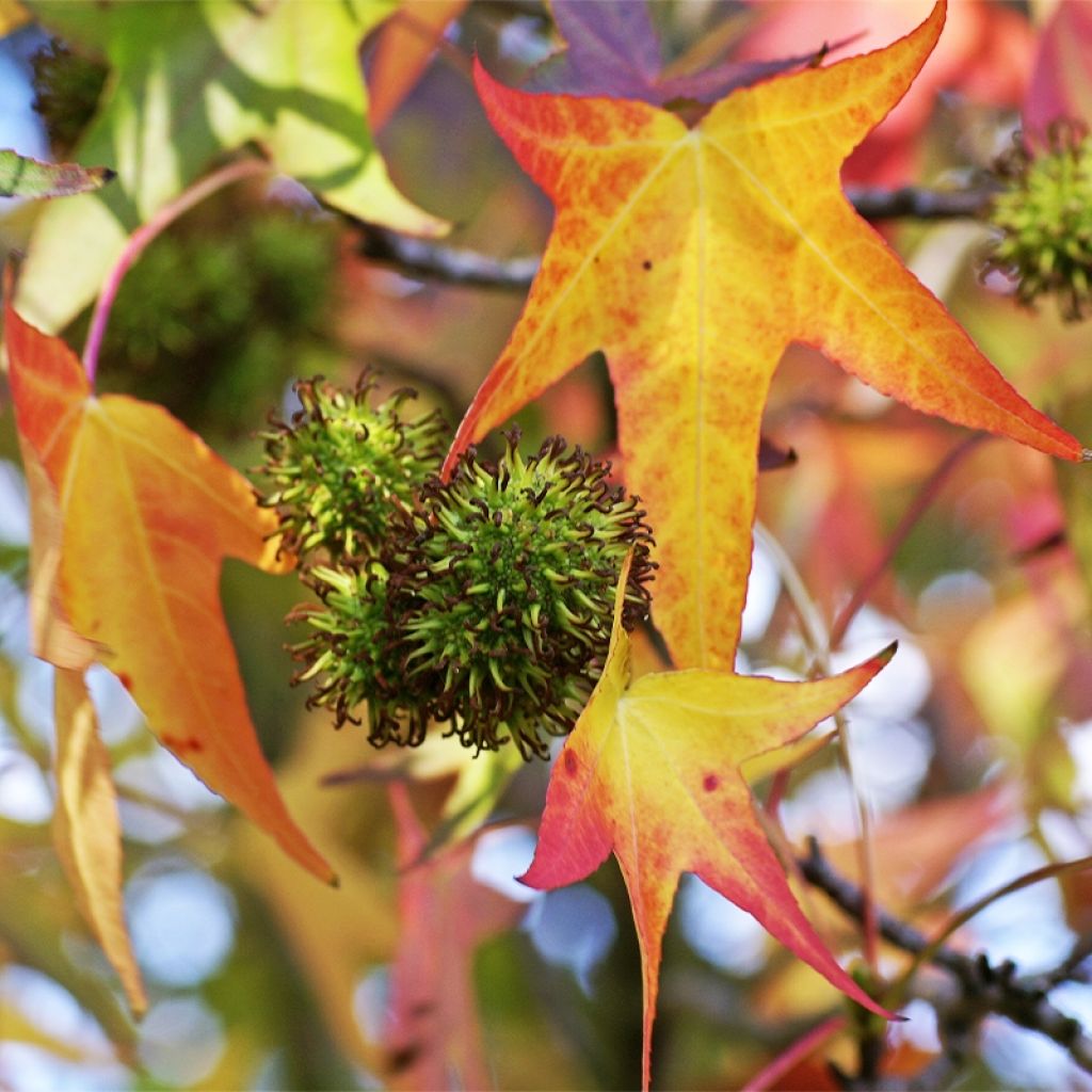Liquidambar styracyflua Stella - American Sweetgum