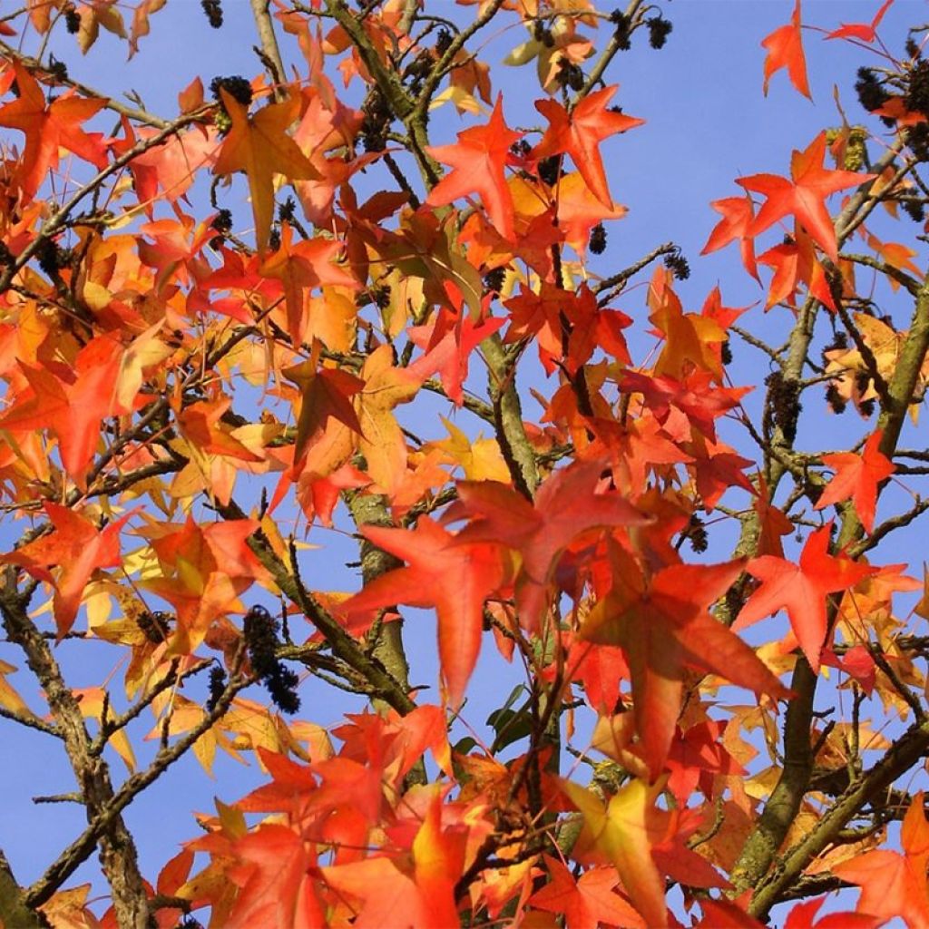 Liquidambar styracyflua Stella - American Sweetgum