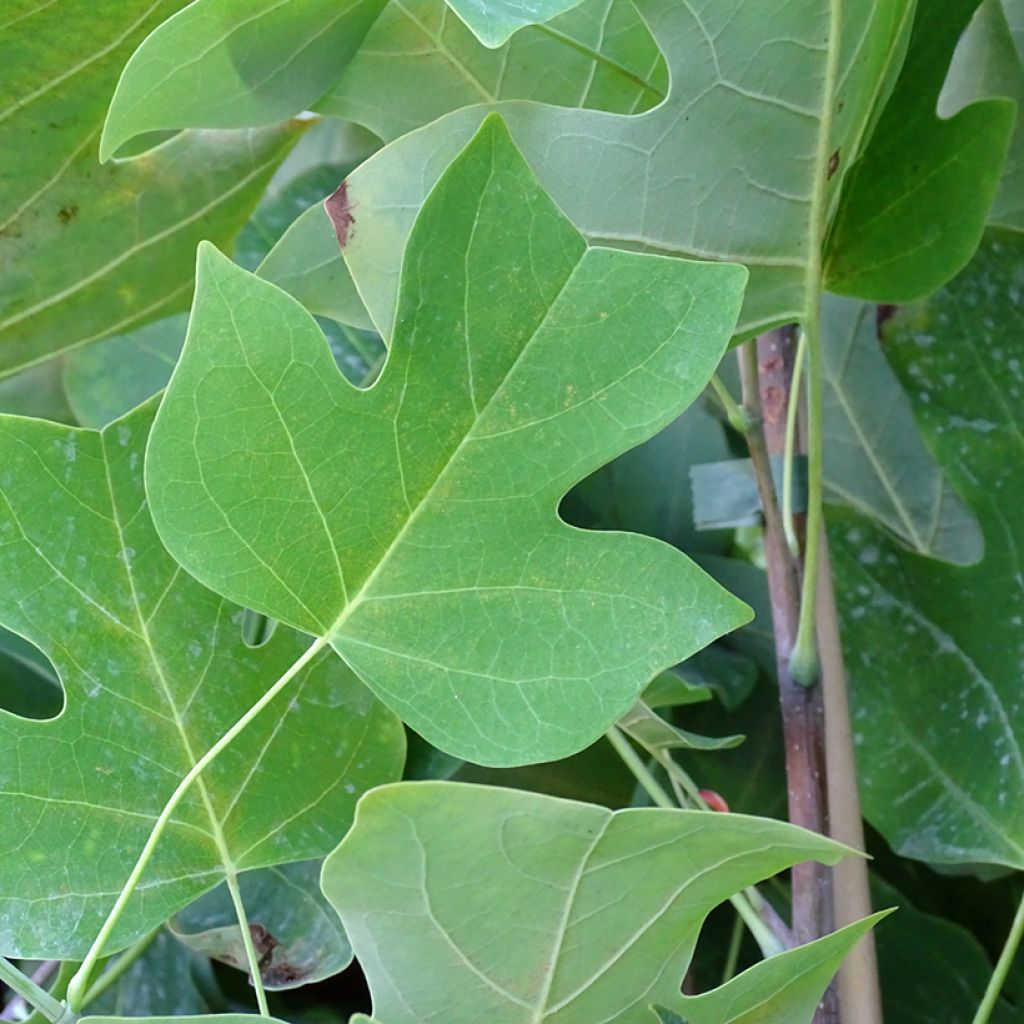 Liriodendron tulipifera - Tulip Tree