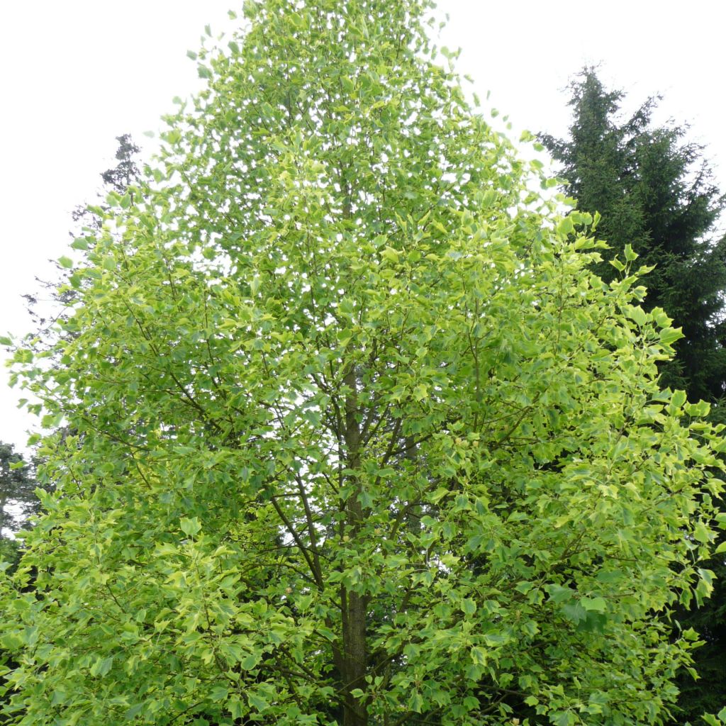 Liriodendron tulipifera Aureomarginatum - Tulip Tree