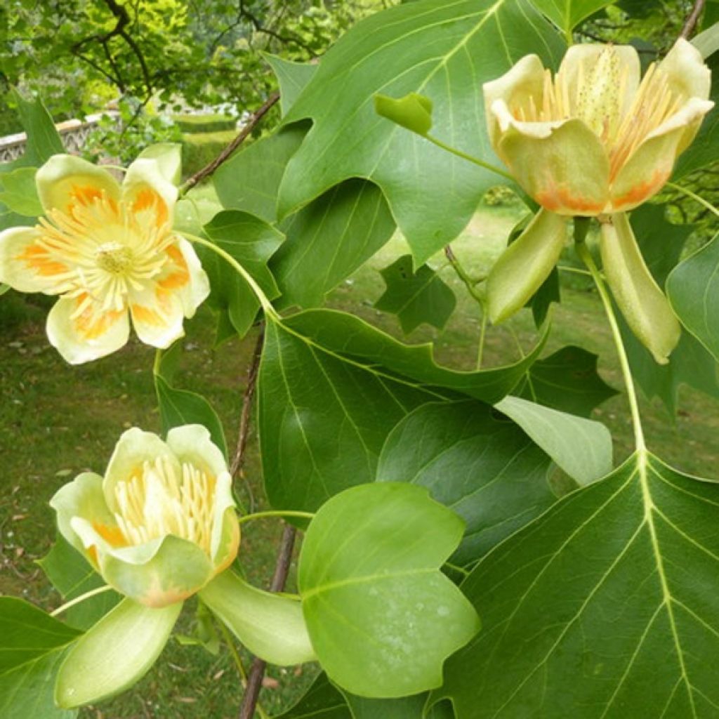 Liriodendron tulipifera - Tulip Tree