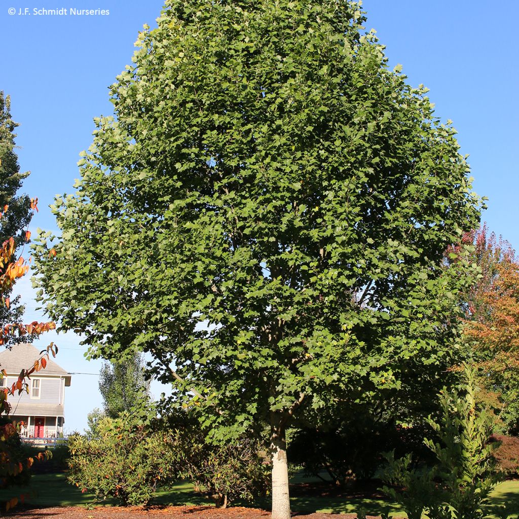 Liriodendron tulipifera Emerald City - Tulip Tree