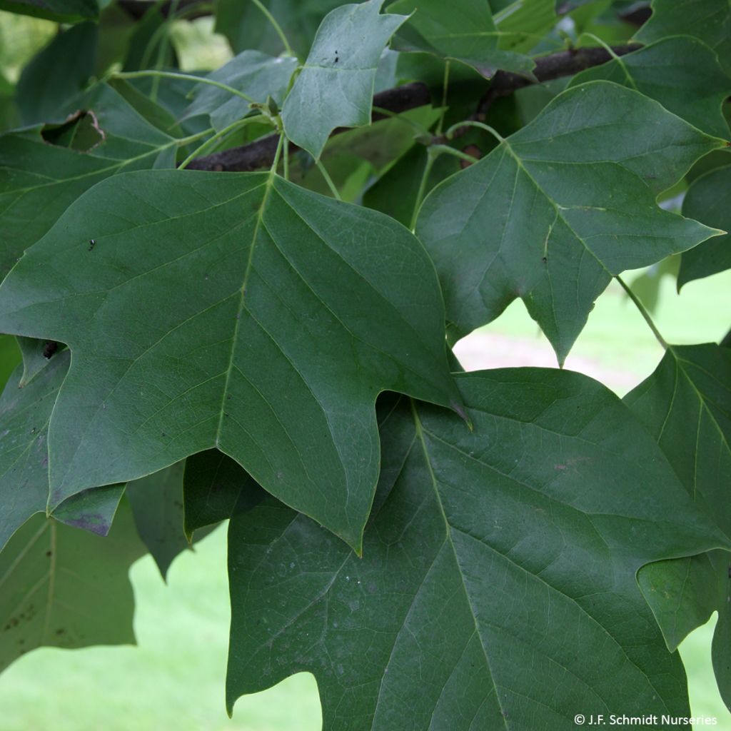 Liriodendron tulipifera Emerald City - Tulip Tree