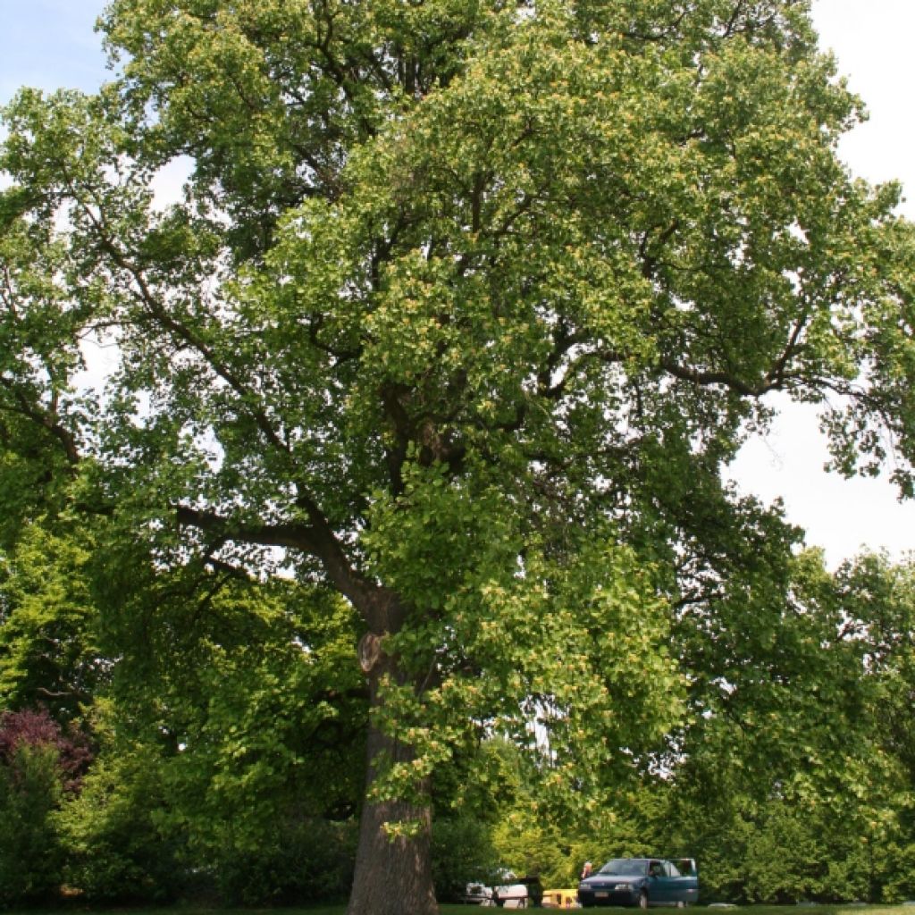 Liriodendron tulipifera - Tulip Tree