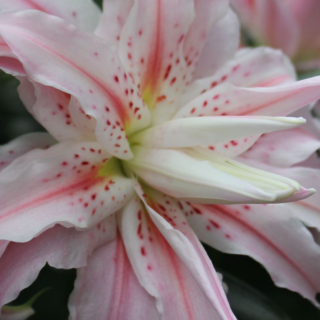 Lilium Broken Heart