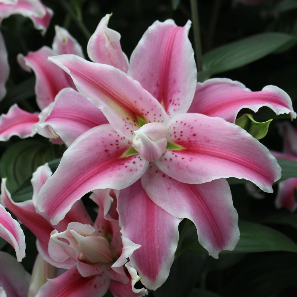 Lilium Distant Drum