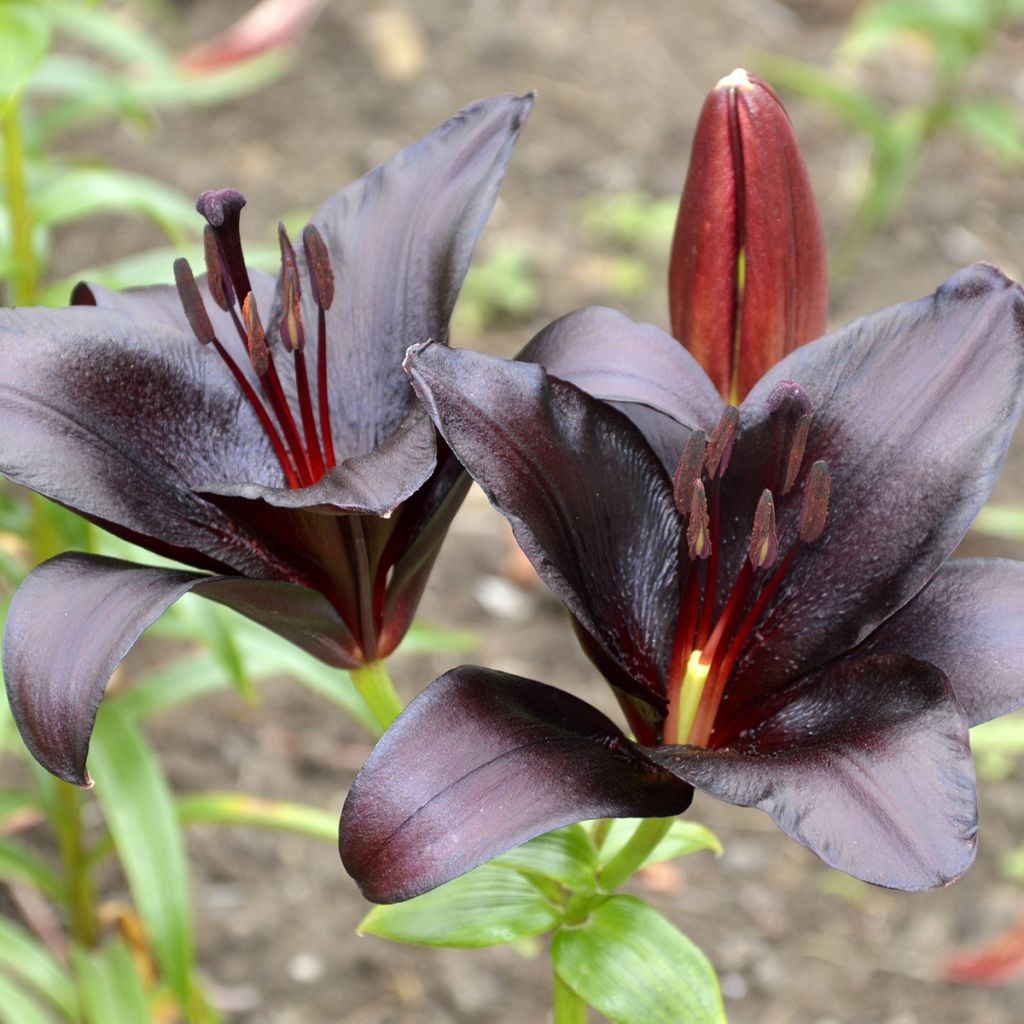 Lilium asiatica Landini - Lily