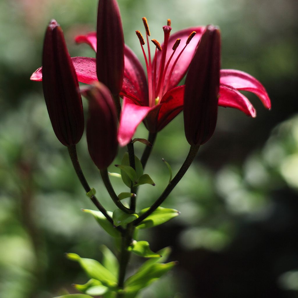 Lilium asiatica Landini - Lily