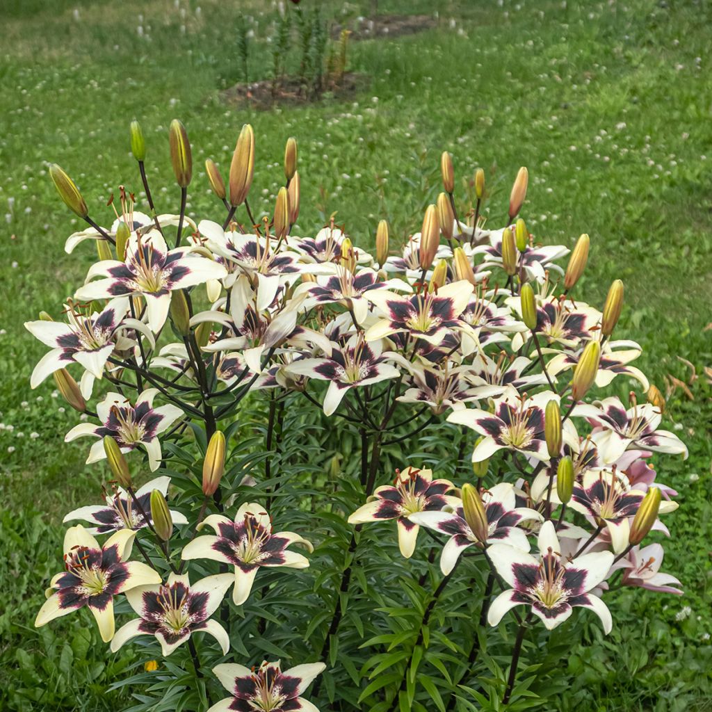 Lilium Netty's Pride