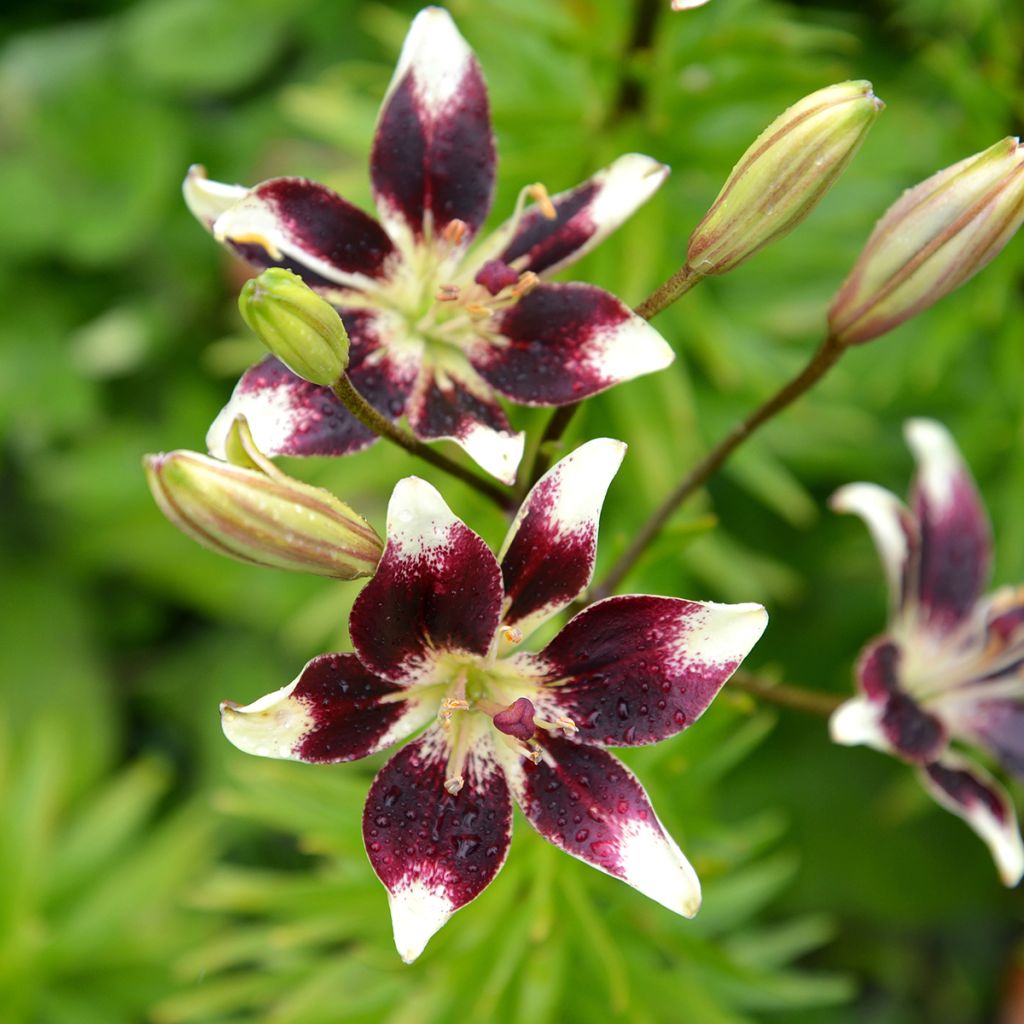 Lilium Netty's Pride