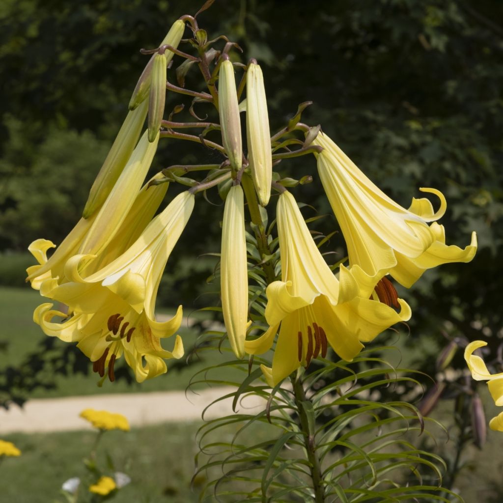 Lilium Honeymoon - Lily