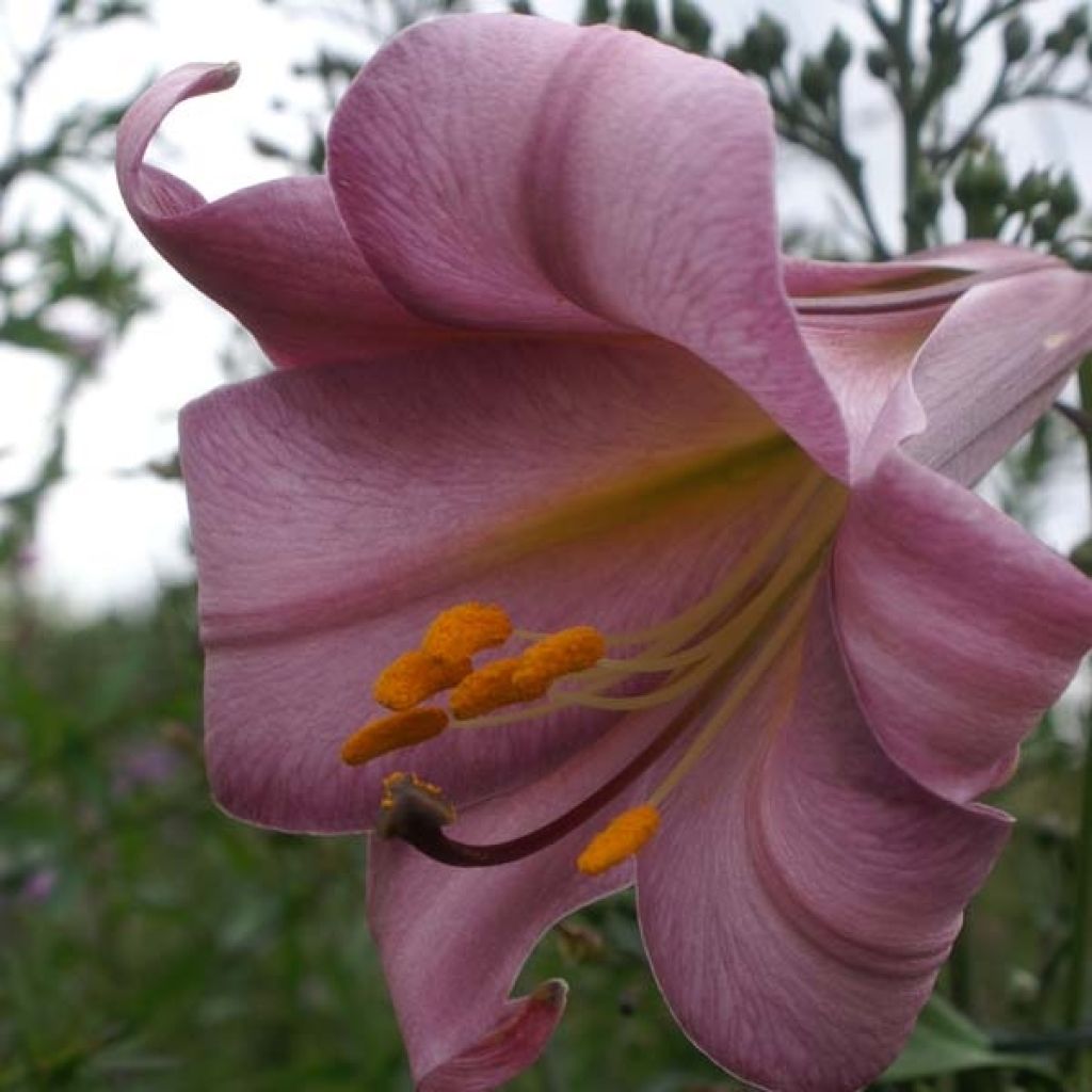 Lilium Pink Perfection
