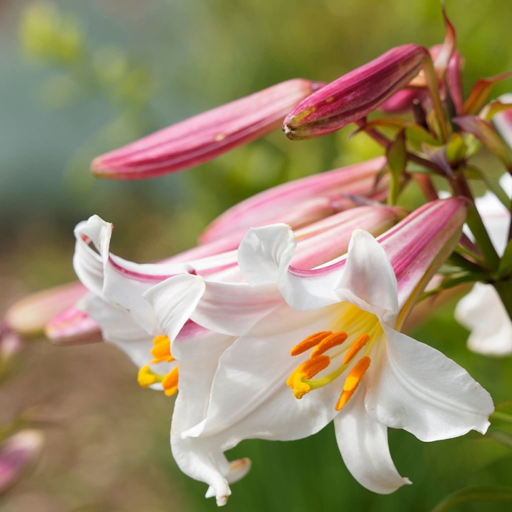Lilium regale - Lily