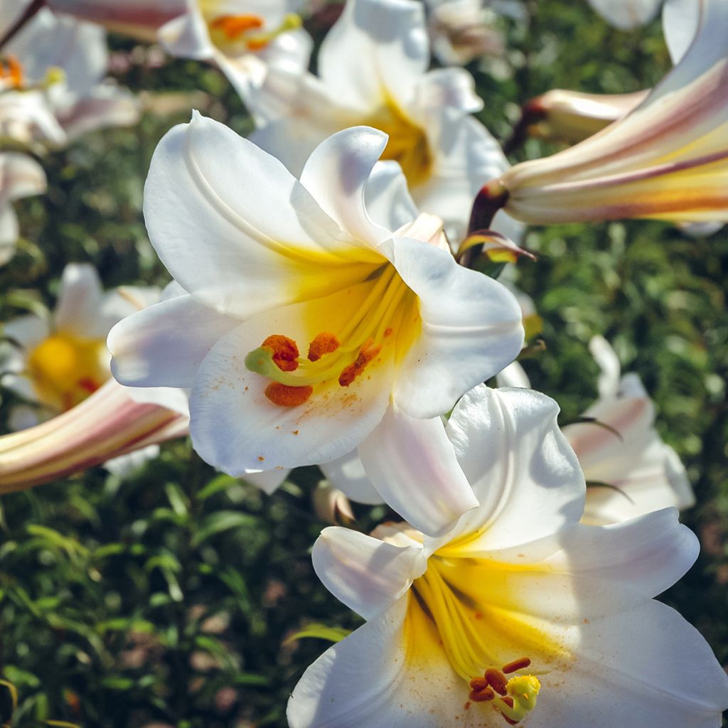 Lilium regale - Lily