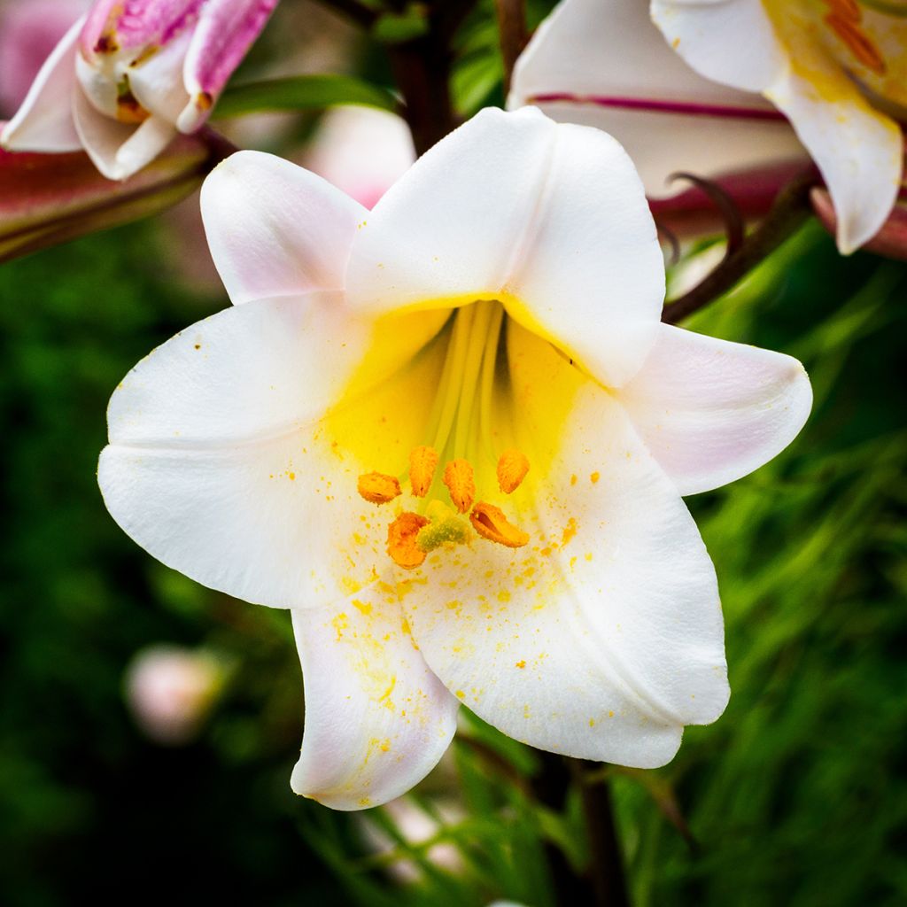 Lilium regale - Lily
