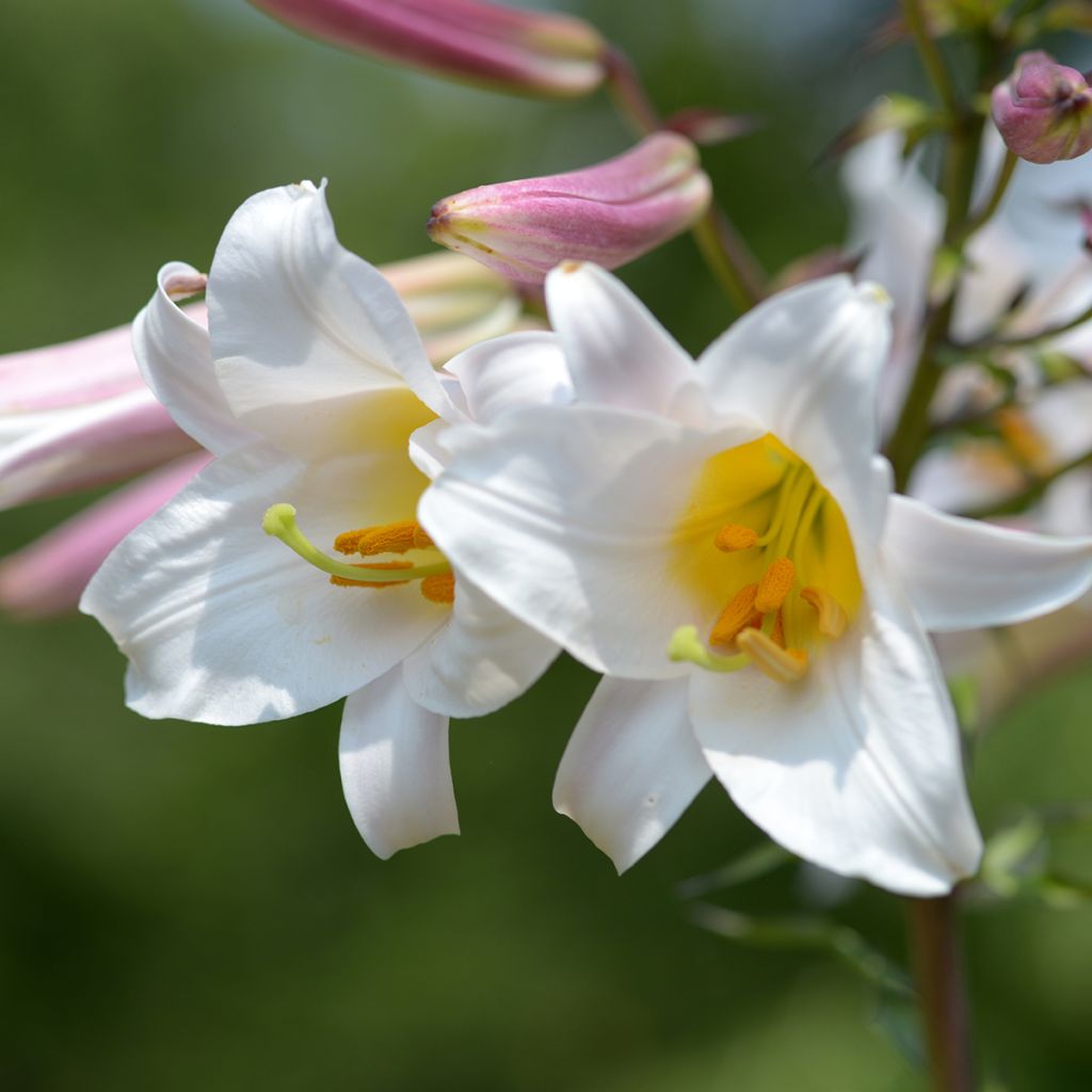 Lilium regale - Lily
