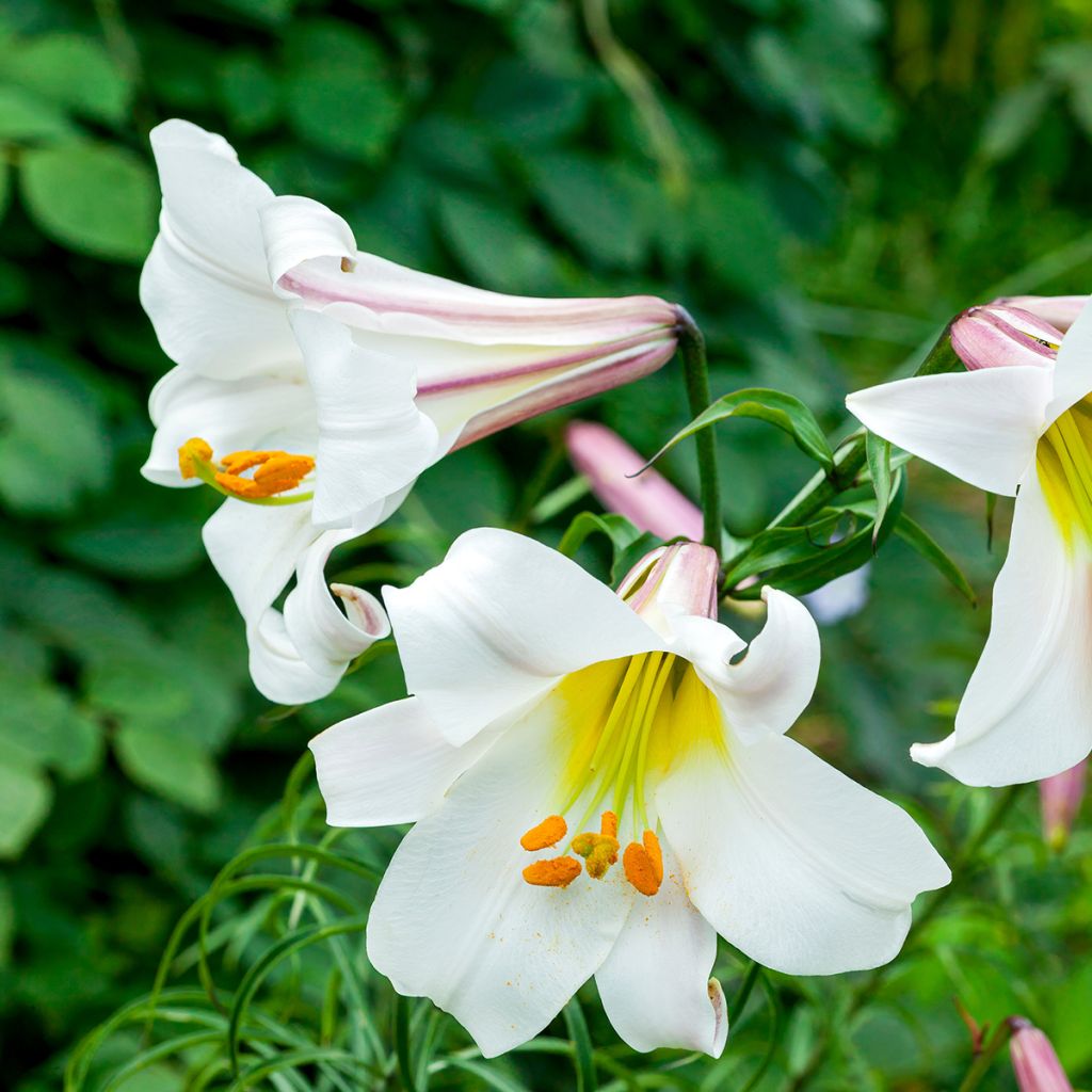 Lilium regale - Lily
