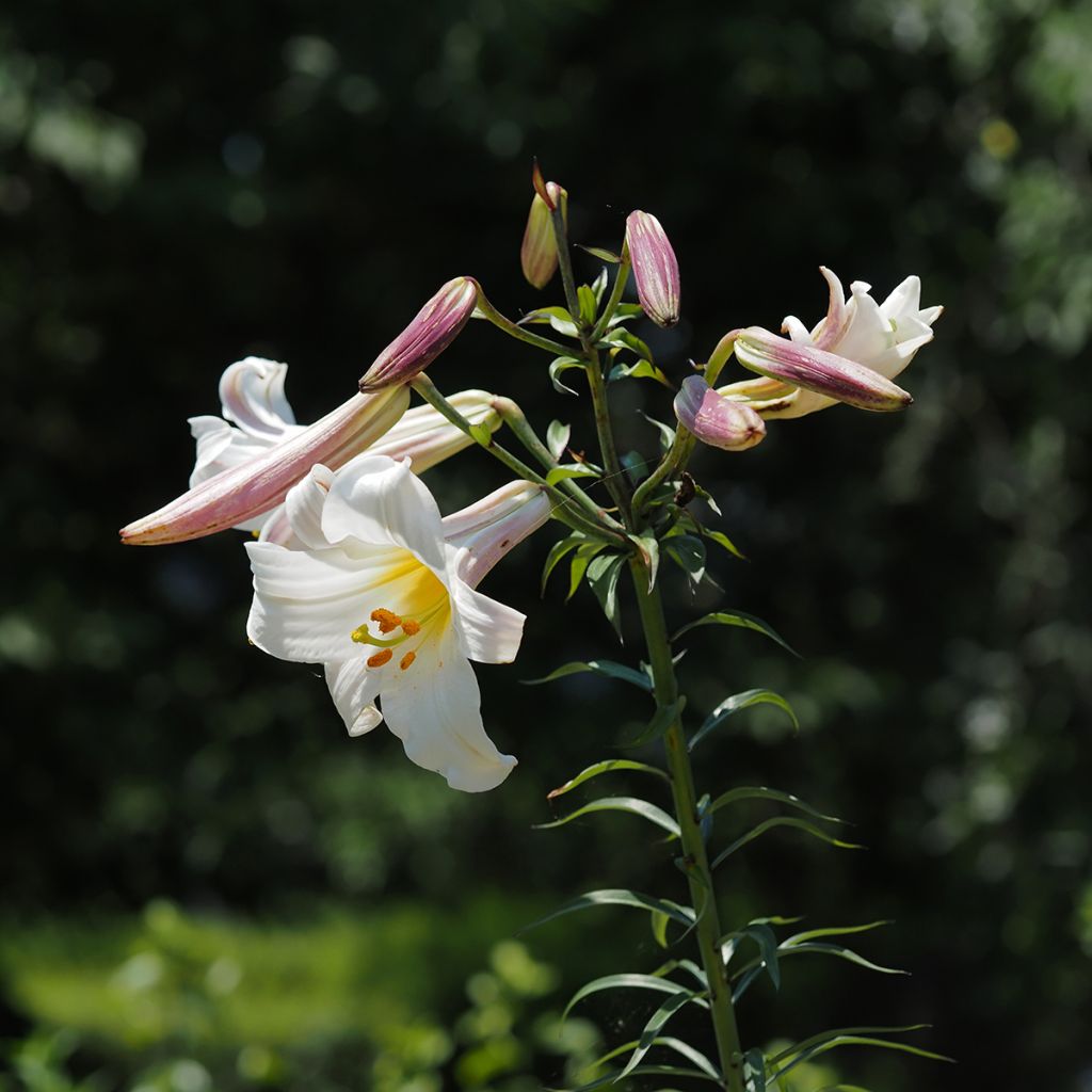 Lilium regale - Lily