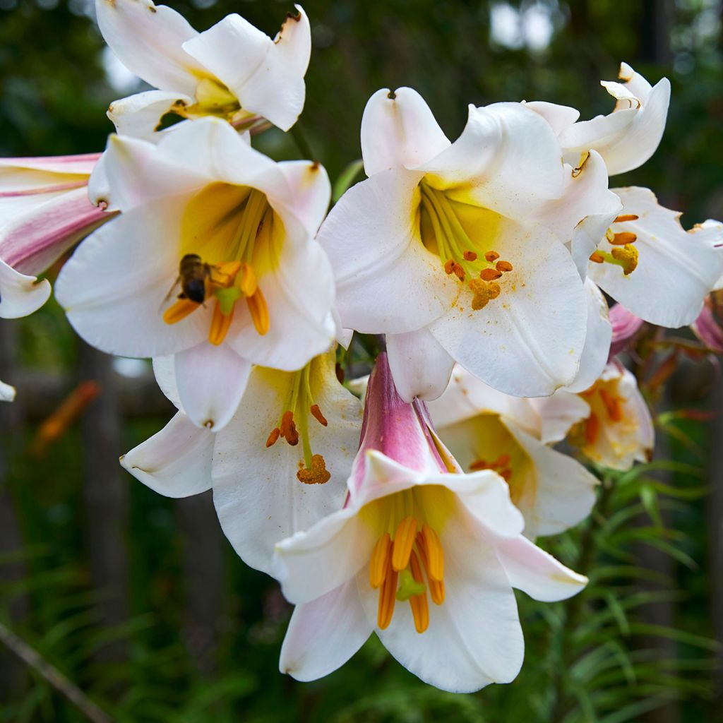 Lilium regale - Lily