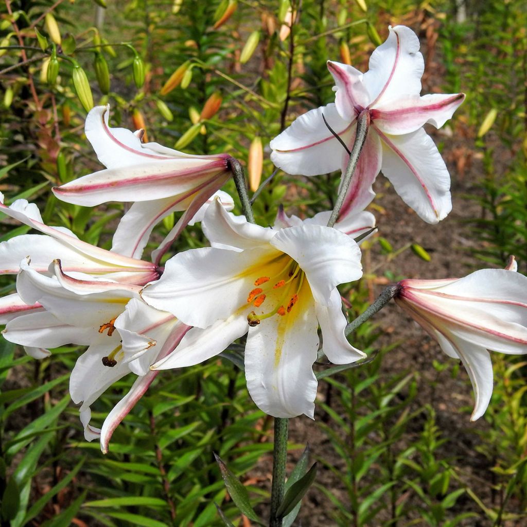Lilium regale - Lily