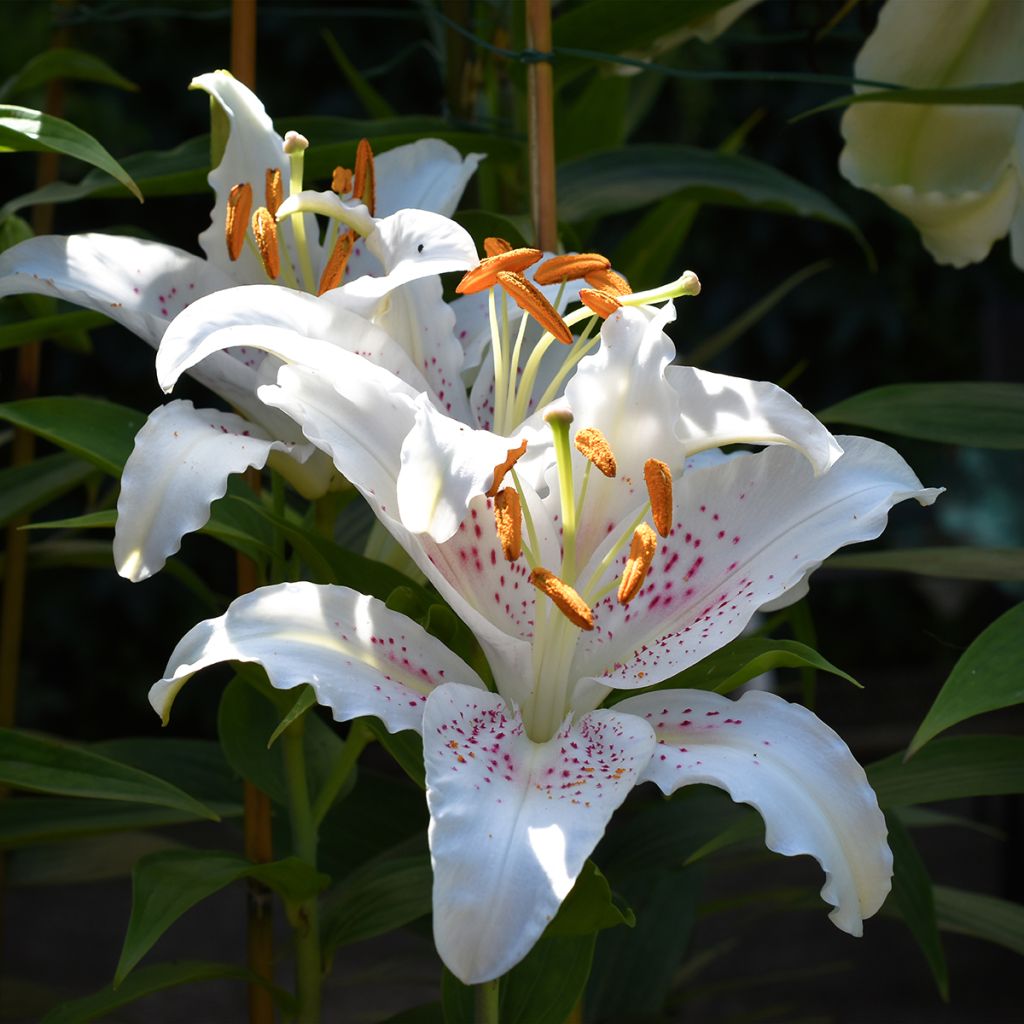 Lilium Muscadet - Lily