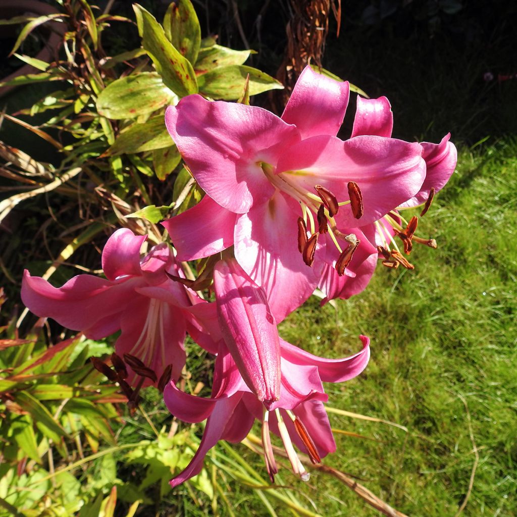 Lilium Pink Perfection