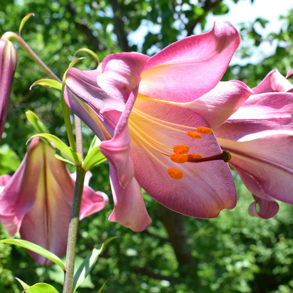 Lilium Pink Perfection