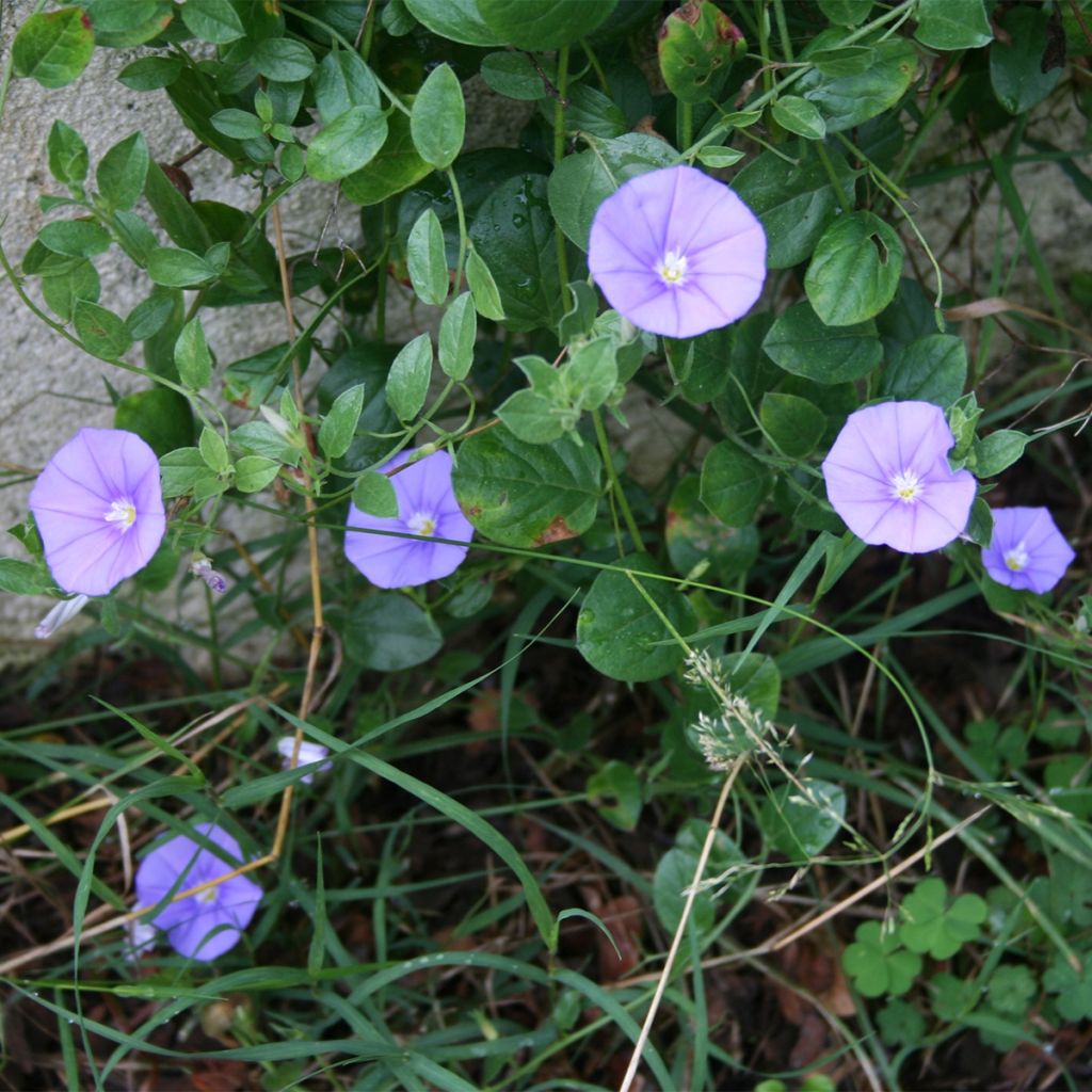 Convolvulus sabatius Compacta - Blue rock bindweed
