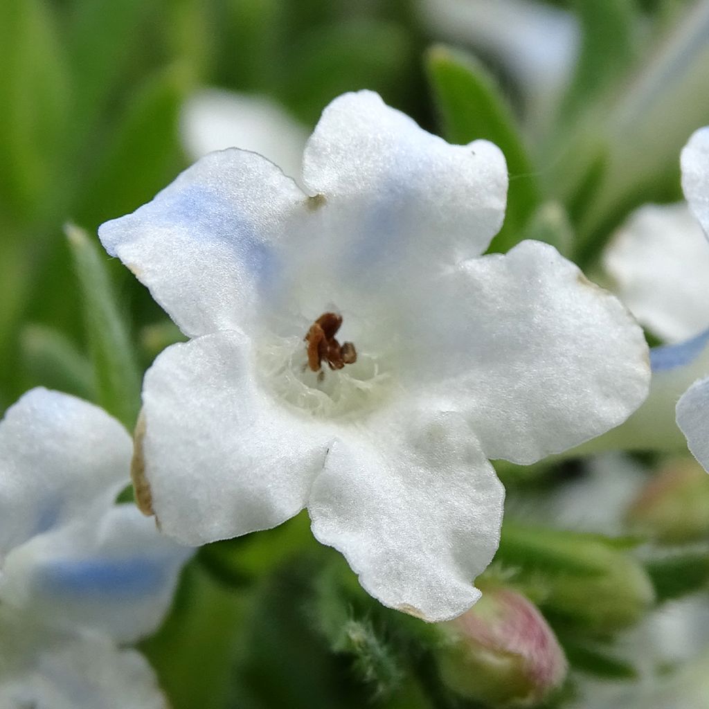 Lithodora diffusa Cambridge Blue