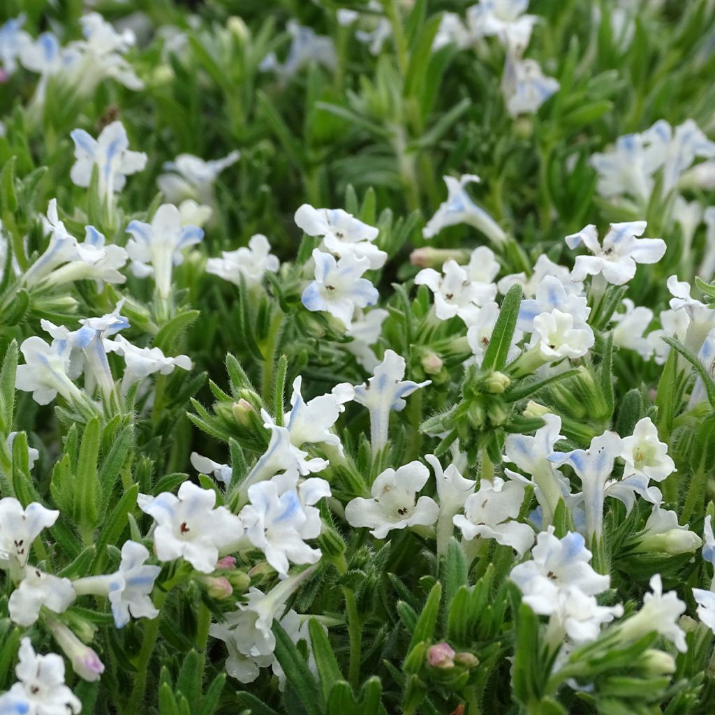 Lithodora diffusa Cambridge Blue