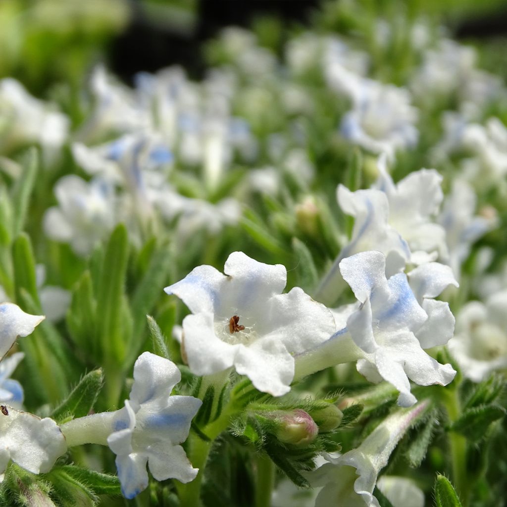 Lithodora diffusa Cambridge Blue