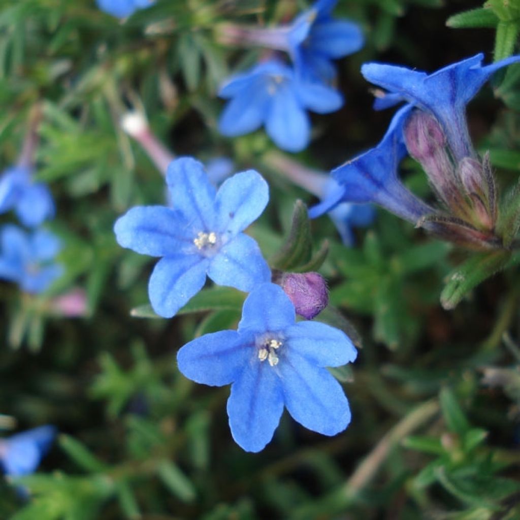 Lithodora diffusa Heavenly Blue
