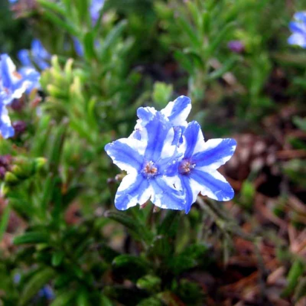 Lithodora diffusa Star