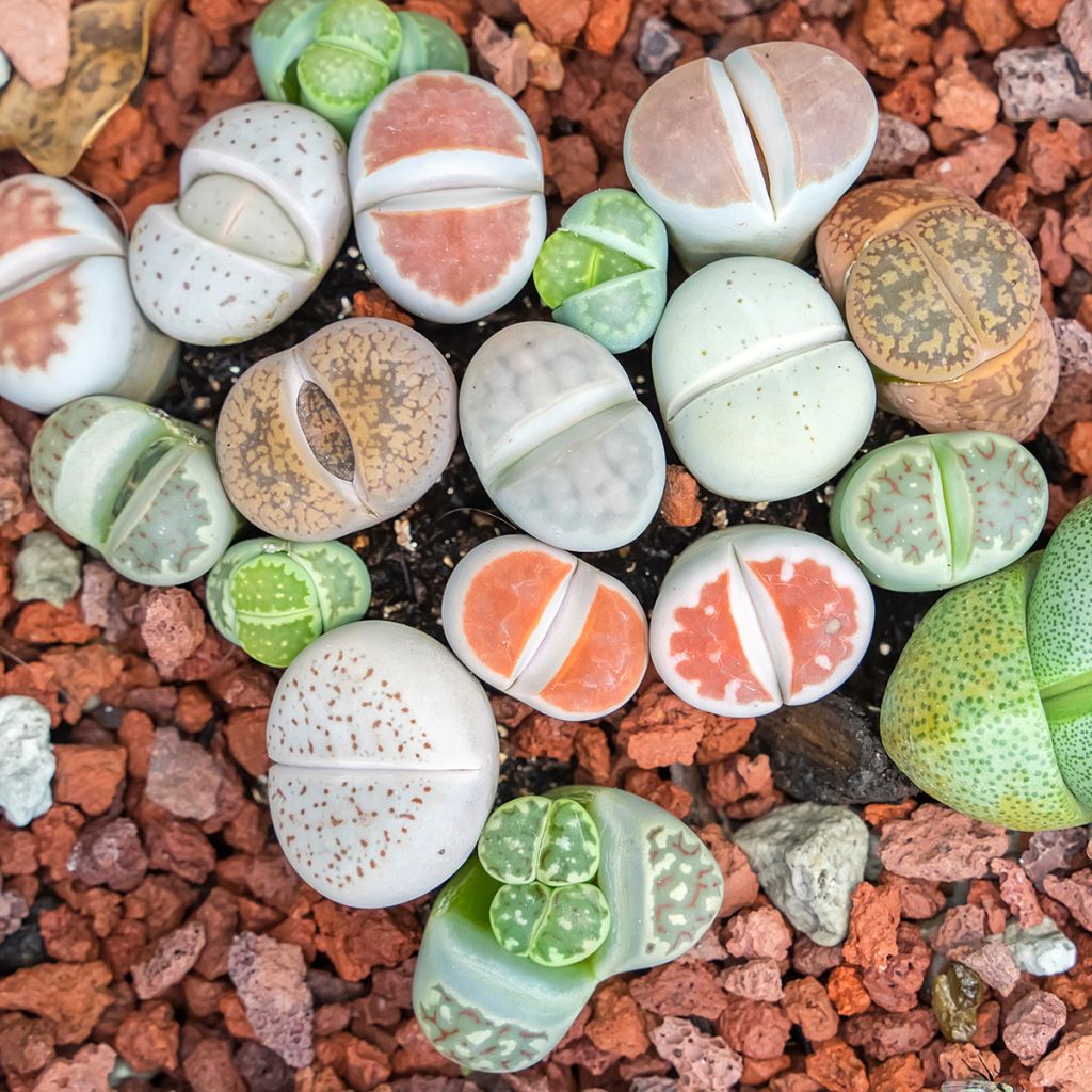 Lithops Pebble Plants Mixed - Living Stone
