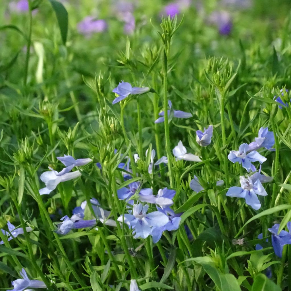Lobelia Anabel Blue