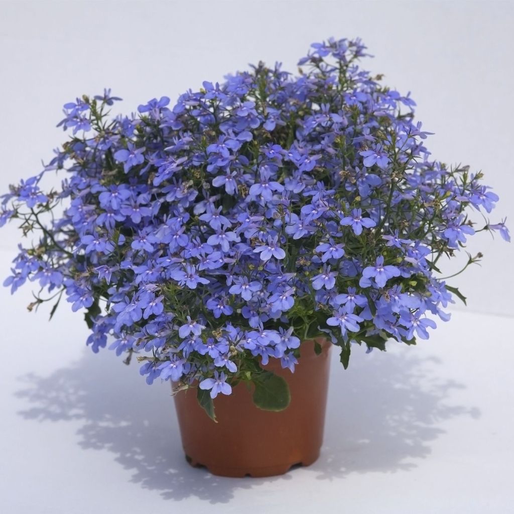 Lobelia erinus Hot Water Blue - Trailing Lobelia