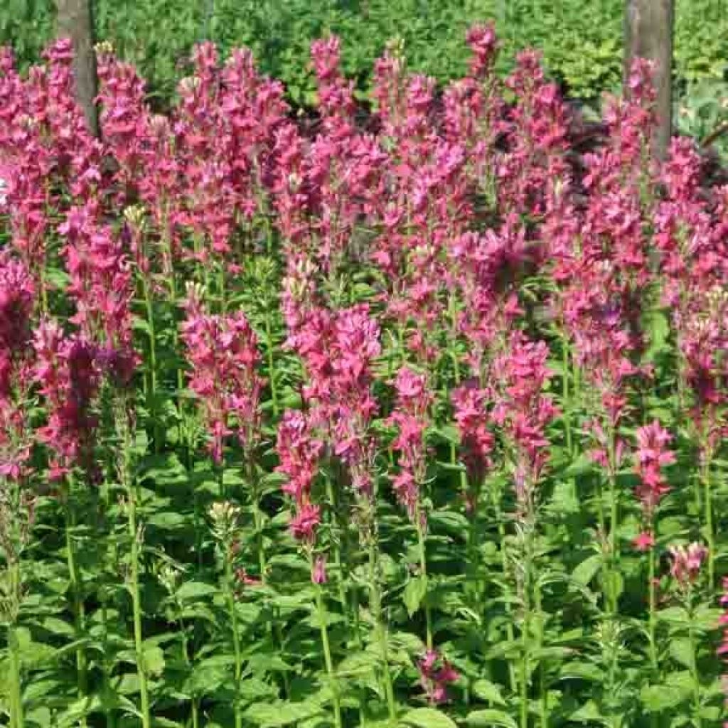 Lobelia speciosa Monet Moment