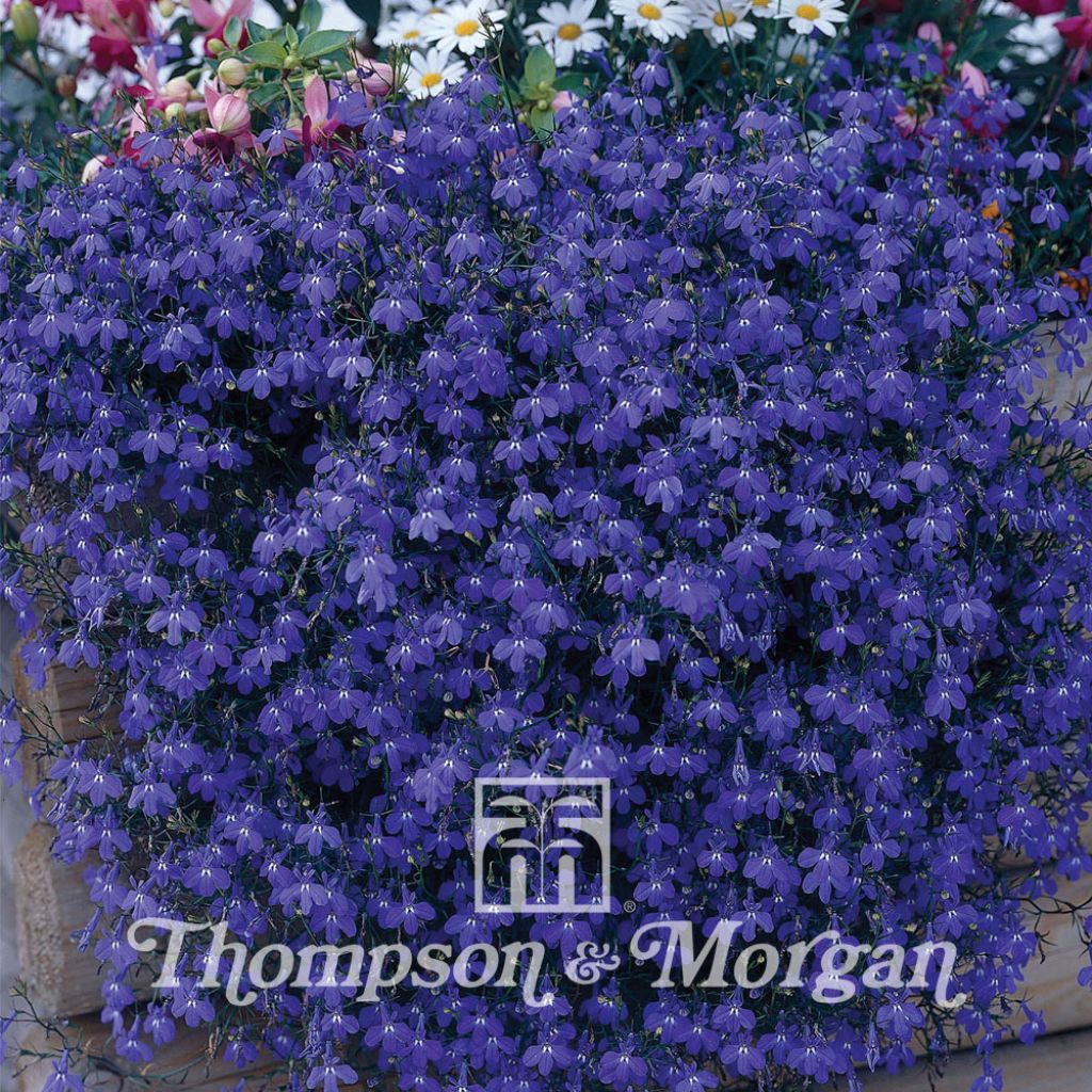 Lobelia Pendula Monsoon