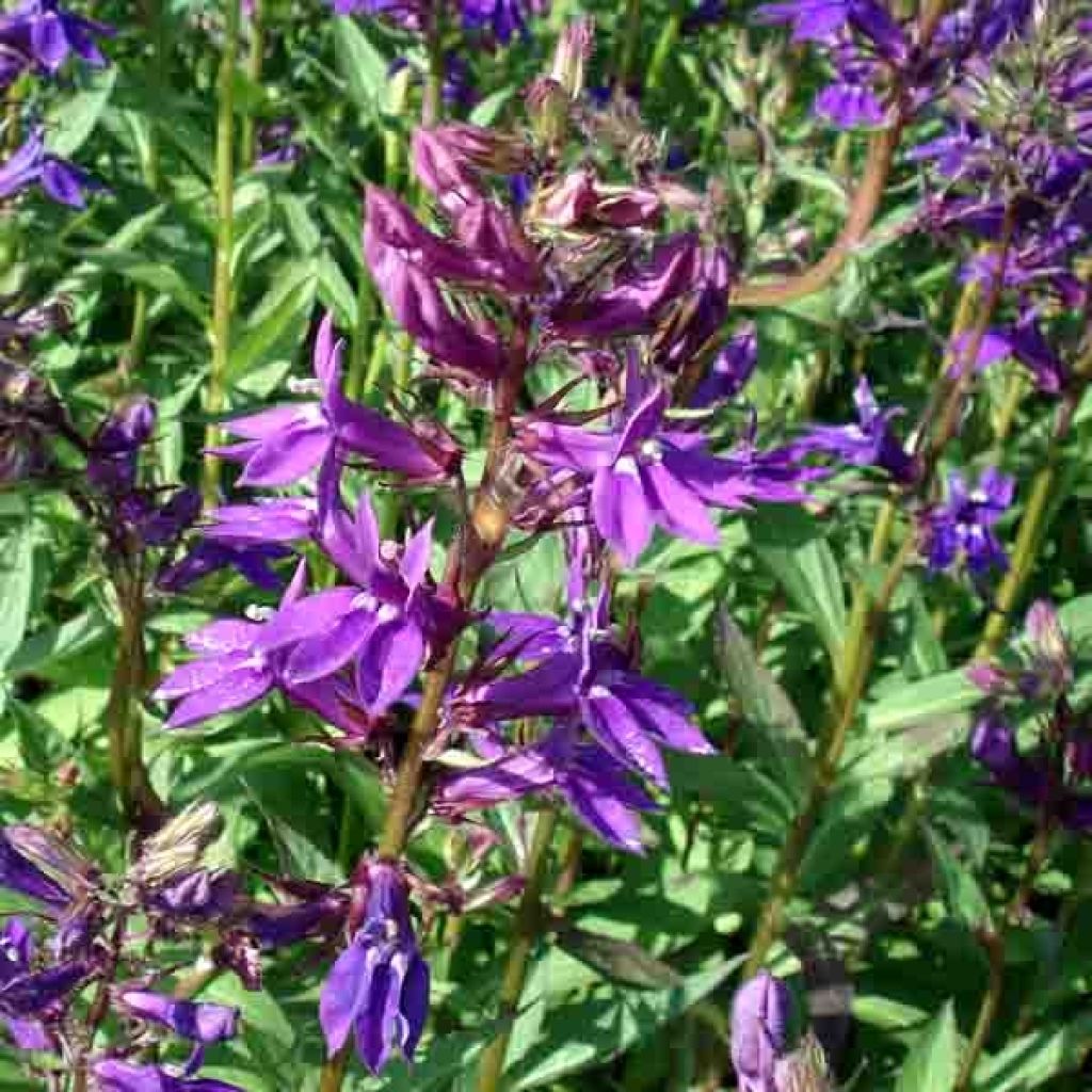 Lobelia gerardii Vedrariensis