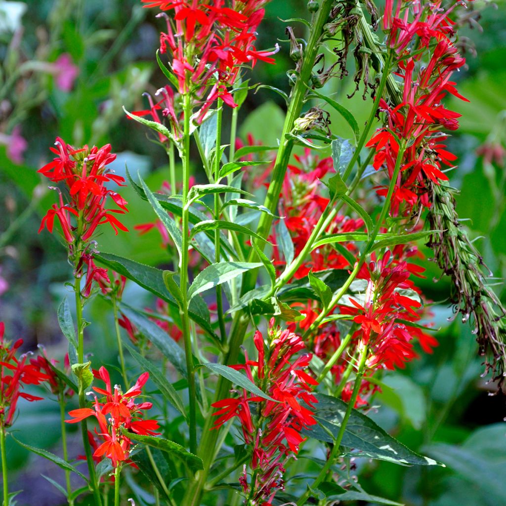 Lobelia cardinalis