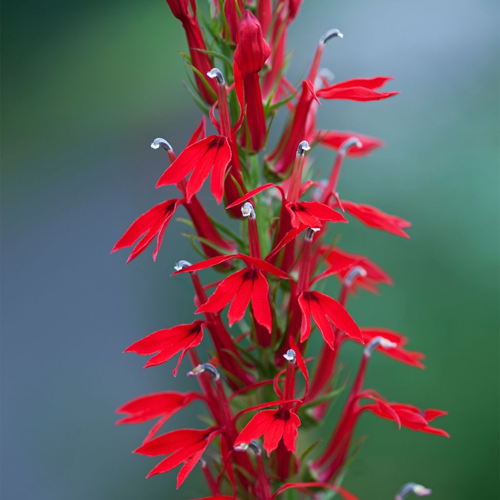 Lobelia cardinalis