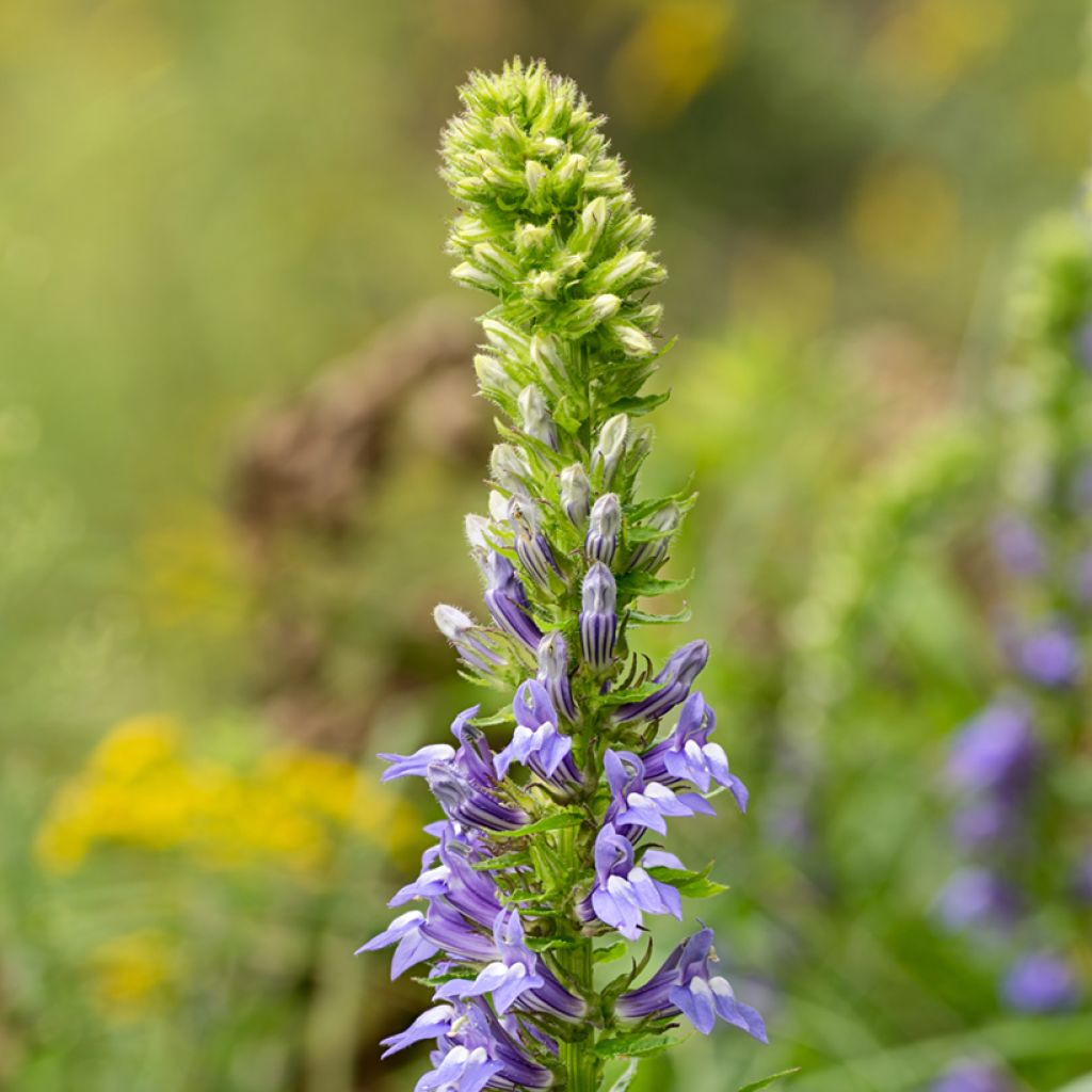 Lobelia siphilitica