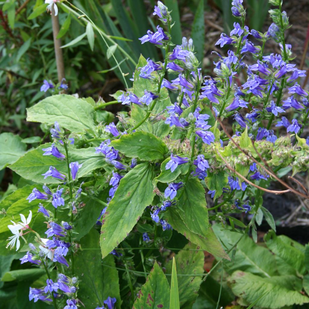 Lobelia siphilitica