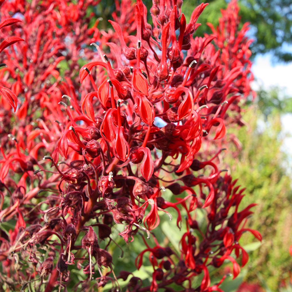 Lobelia tupa - Devil's Tobacco seeds