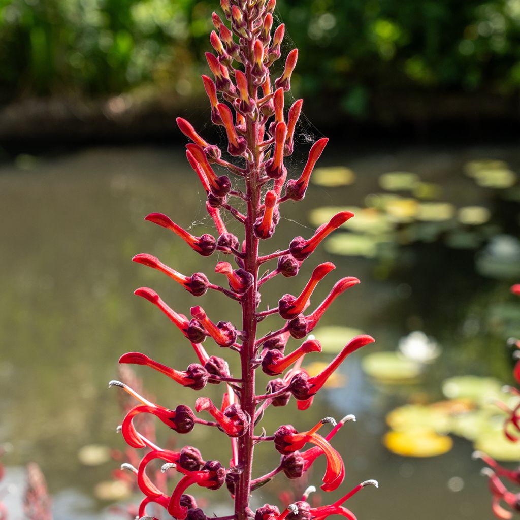 Lobelia tupa - Devil's Tobacco seeds
