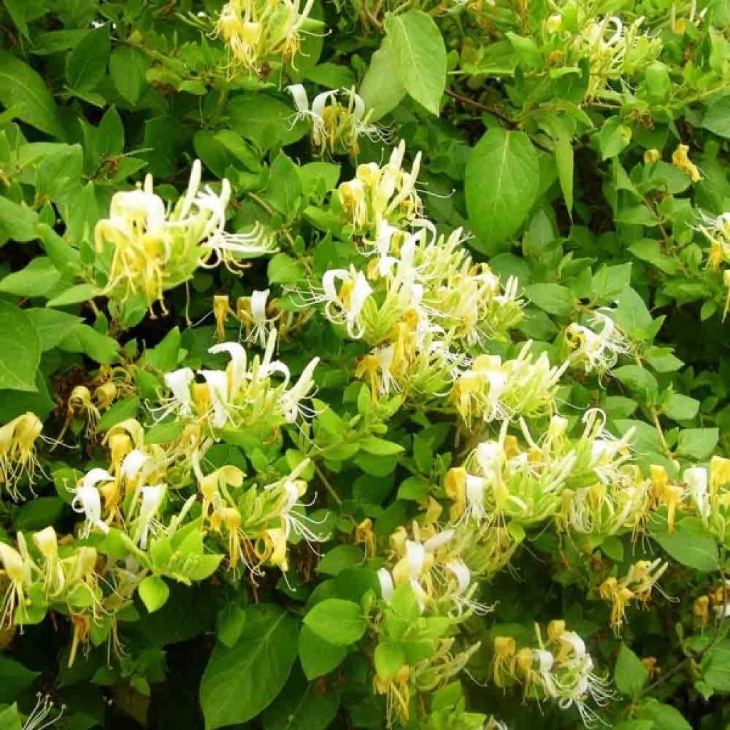 Lonicera japonica Hall's Prolific - Japanese Honeysuckle